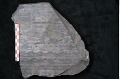 Foto (Detailansicht) von Sigillaria reniformis Brongniart (NHMW-GEO-2024-0188-11084)